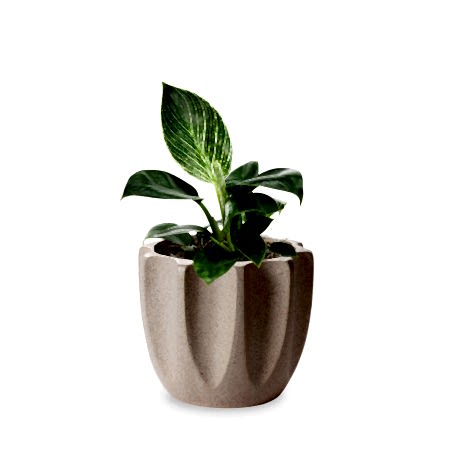 Philodendron Birkin - Piccolo