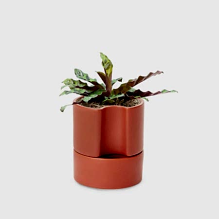 Calathea Rattlesnake - Piccolo