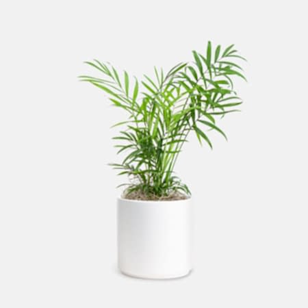 Neanthe Bella Palm - Piccolo