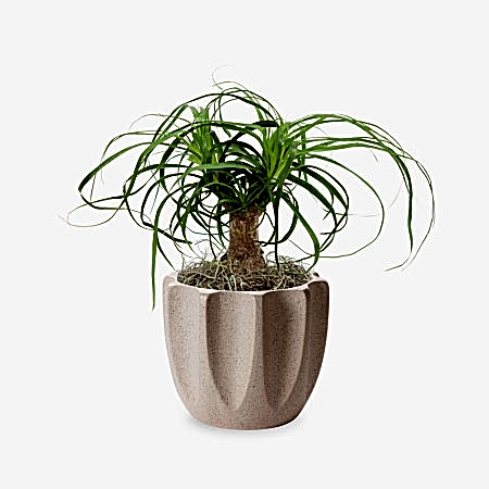 Ponytail Palm - Piccolo
