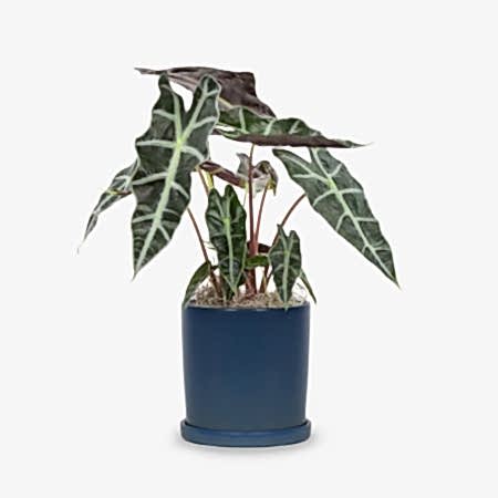 Alocasia Polly - Piccolo
