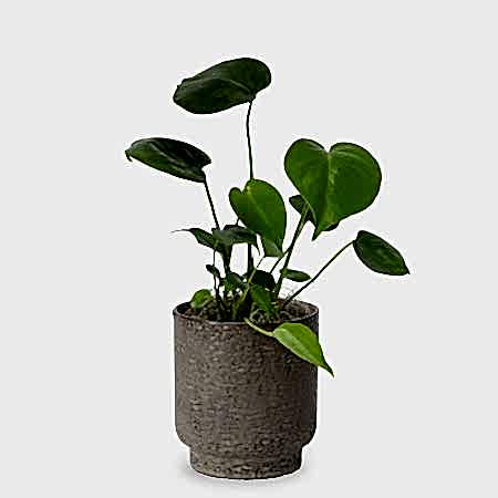 Monstera Deliciosa - Piccolo