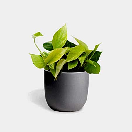Neon Pothos - Piccolo