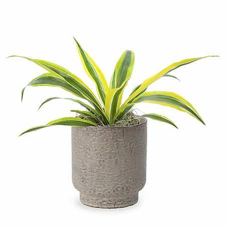 Dracaena Warneckii Lemon Lime - Piccolo