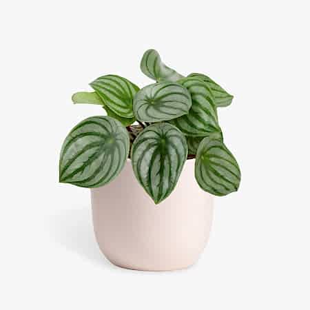 Watermelon Peperomia - Piccolo