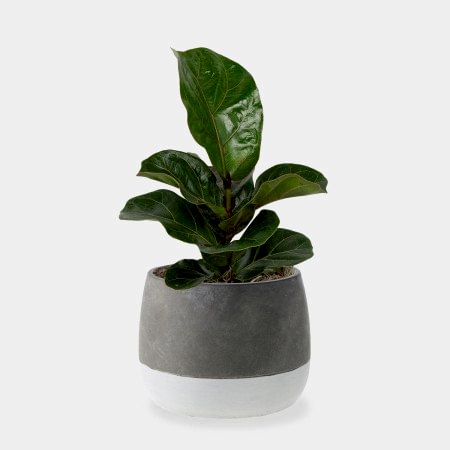 Ficus Lyrata Bambino - Medio