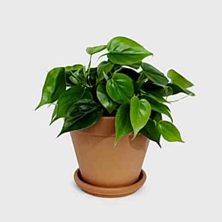 Philodendron Green - Medio