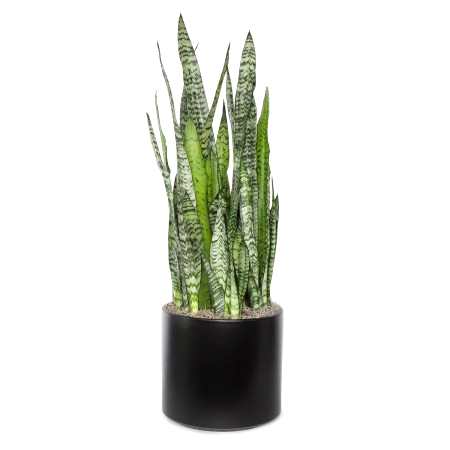 Snake Plant Zeylanica - Grande