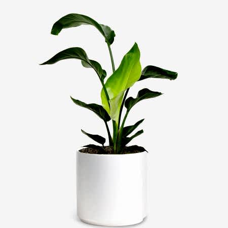 Bird of Paradise - Grande