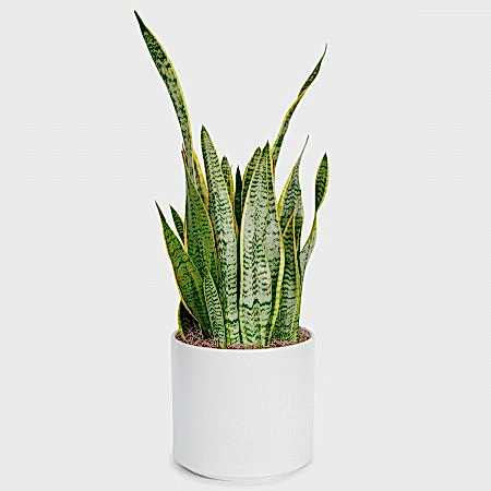 Snake Plant Laurentii - Grande