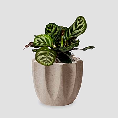Calathea Peacock - Piccolo