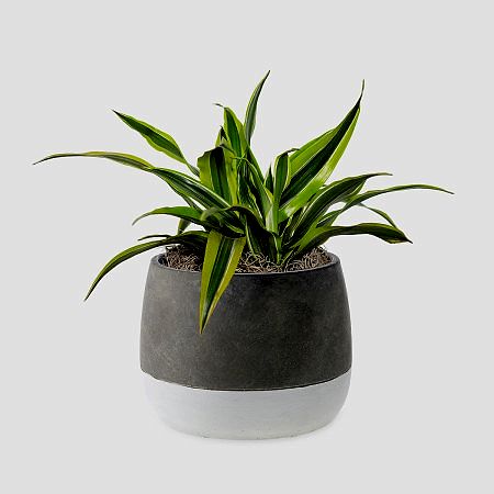 Dracaena Warneckii Lemon Lime - Medio