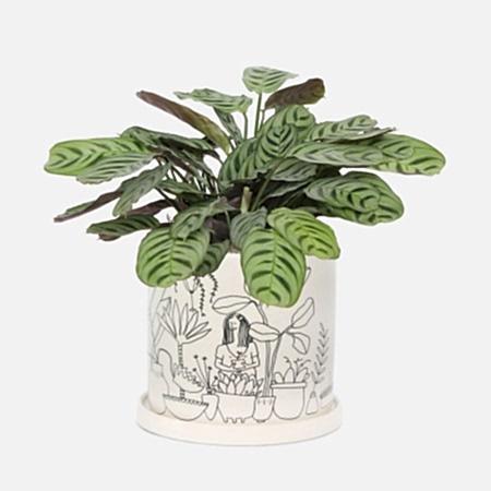 Calathea Fishbone - Medio