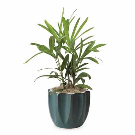 Rhaphis Palm - Medio