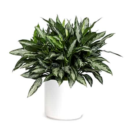 Aglaonema Jubilee - X-Grande