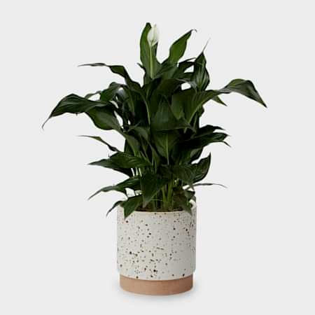 Spathiphyllum - Medio