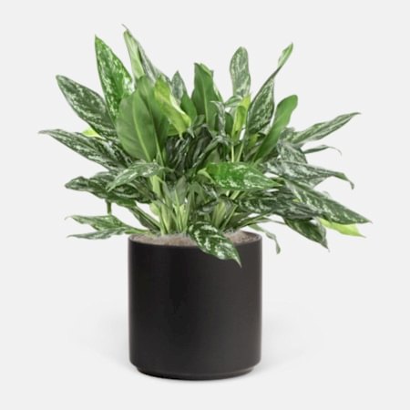 Aglaonema Shades - Grande