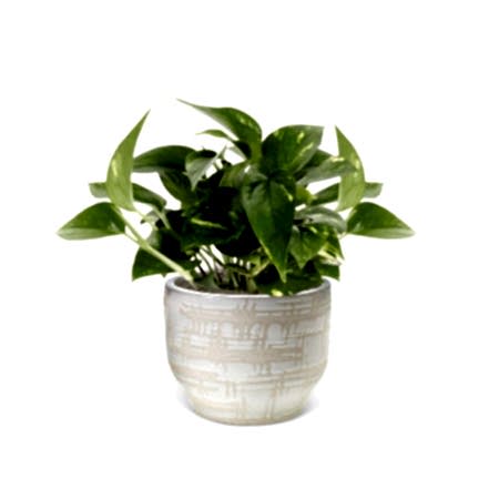 Golden Pothos - Piccolo