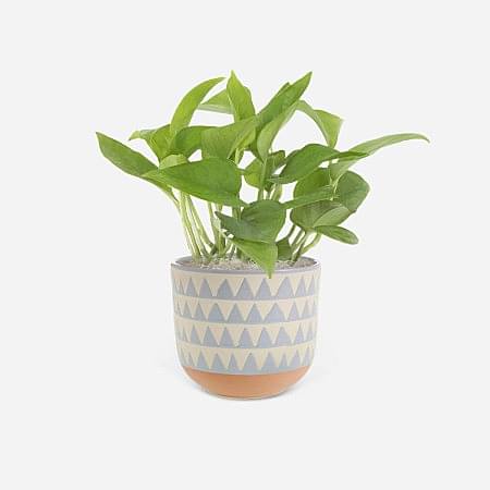 Jade Pothos - Piccolo
