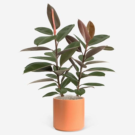 Ficus Burgundy - Grande