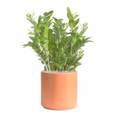 ZZ Plant - Grande
