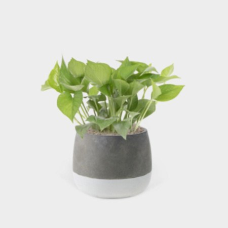 Jade Pothos - Medio