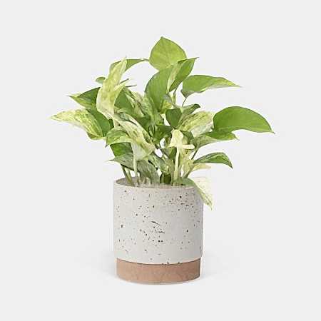 Marble Queen Pothos - Medio