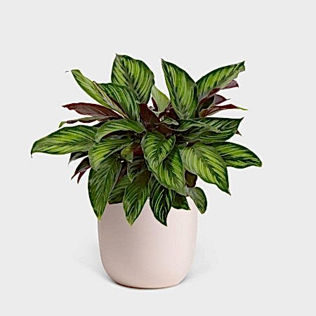 Calathea Beauty Star - Medio