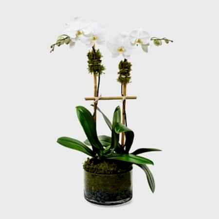 Classic 2-Stem Phalaenopsis in Glass Orchid Plants