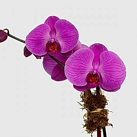 1-Stem Purple Phalaenopsis in Glass Orchid Plants