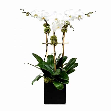 Classic 3-Stem Phalaenopsis in Ceramic Orchid Plants