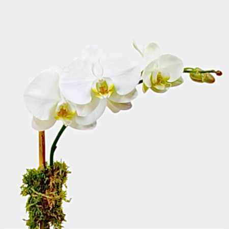 Classic 1-Stem Phalaenopsis in Glass Orchid Plants