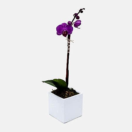 Mini Purple Phalaenopsis in Cube