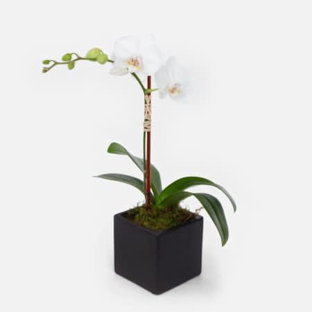 Mini White Phalaenopsis in Cube