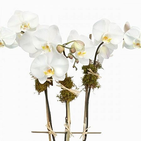 3-Stem White Phalaenopsis in Glass