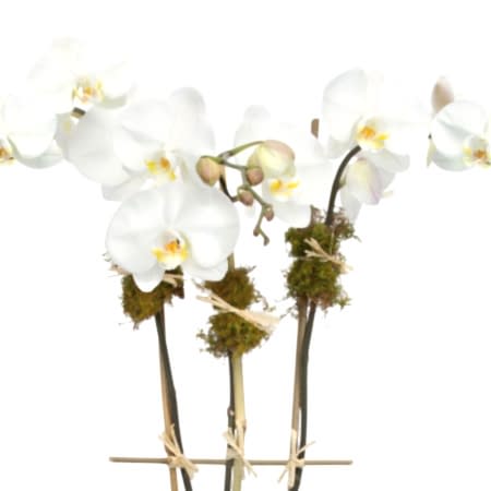 3-Stem White Phalaenopsis + Apotheke Diffuser