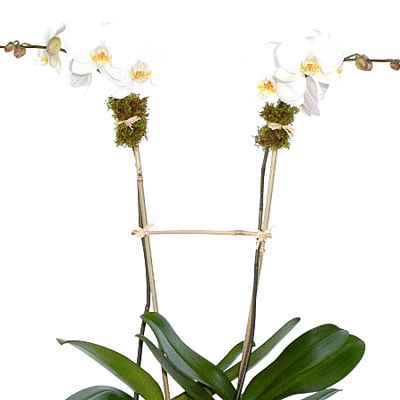Simply White Orchids