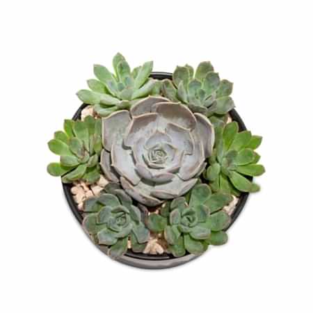 Succulent Dish + Apotheke Bundle