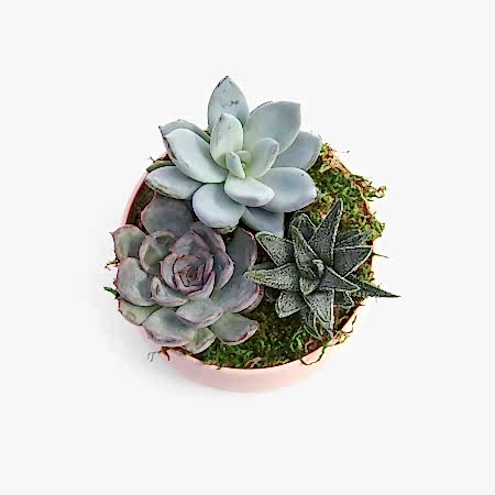 Succulent Garden Trio - Pink