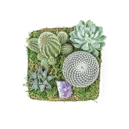 Verge Crystal Cactus Garden