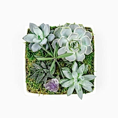 Verge Succulent Crystal Garden + Black Matte Plant Mister