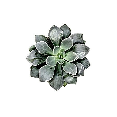 Mini Mateo Succulent