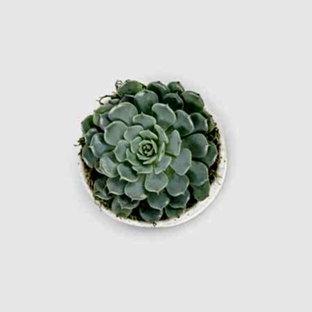 Echeveria in Mini Mateo Pot
