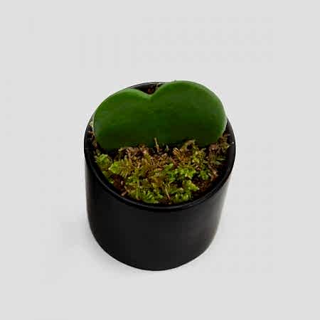 Sweetheart Plant
