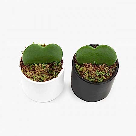 Sweetheart Plant Set