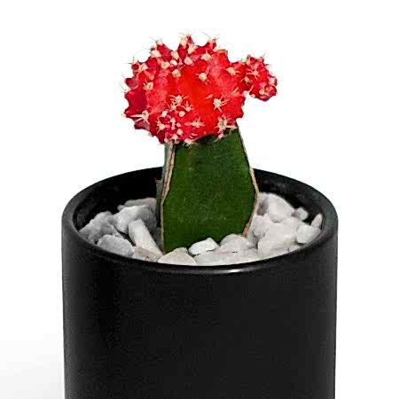 Moon Cactus - Red