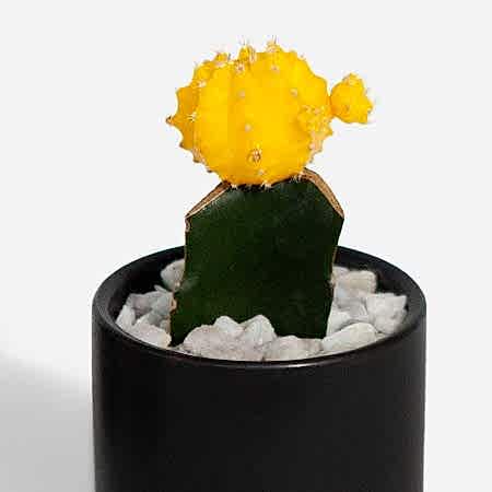 Moon Cactus - Yellow