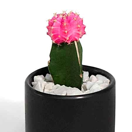 Moon Cactus - Pink