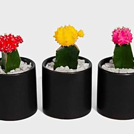Moon Cactus Trio