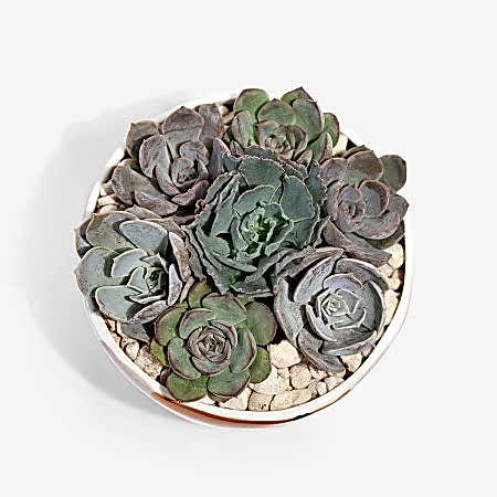 Sharona Succulent Garden + Sydney Hale Candle